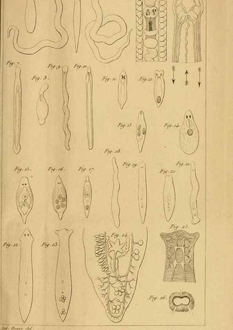 Reproducción/Reproduction 49774594617: Annales des sciences naturelles :. Paris :Crochard. 