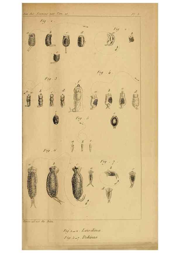 Reproducción/Reproduction 49773733818: Annales des sciences naturelles :. Paris :Crochard. 
