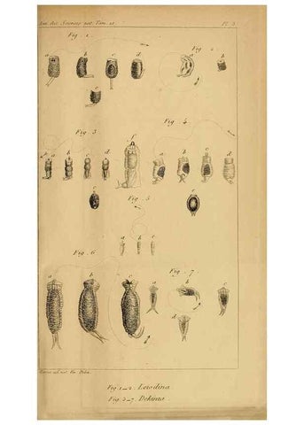 Reproducción/Reproduction 49773733818: Annales des sciences naturelles :. Paris :Crochard. 