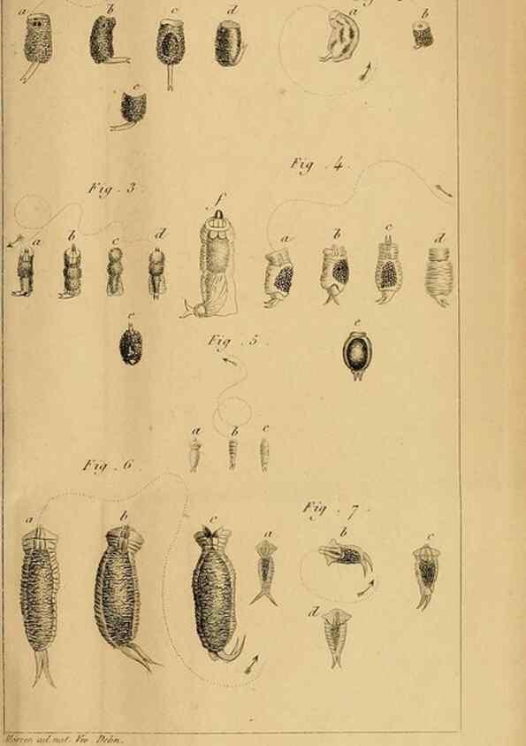 Reproducción/Reproduction 49773733818: Annales des sciences naturelles :. Paris :Crochard. 