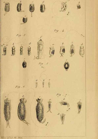 Reproducción/Reproduction 49773733818: Annales des sciences naturelles :. Paris :Crochard. 