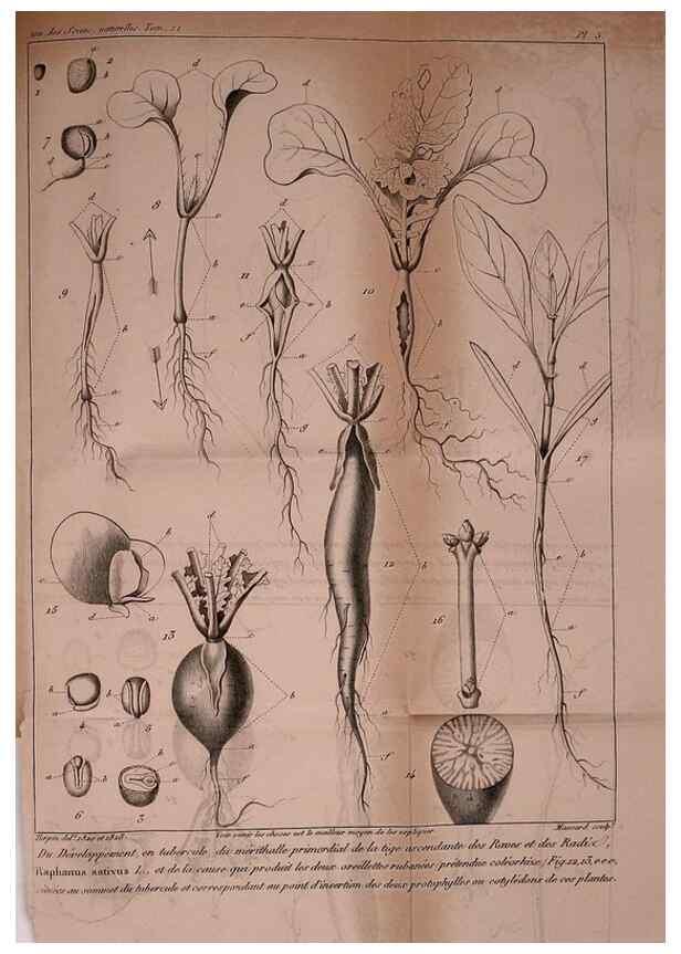 Reproducción/Reproduction 49773734398: Annales des sciences naturelles :. Paris :Crochard. 