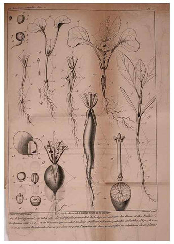 Reproducción/Reproduction 49773734398: Annales des sciences naturelles :. Paris :Crochard. 
