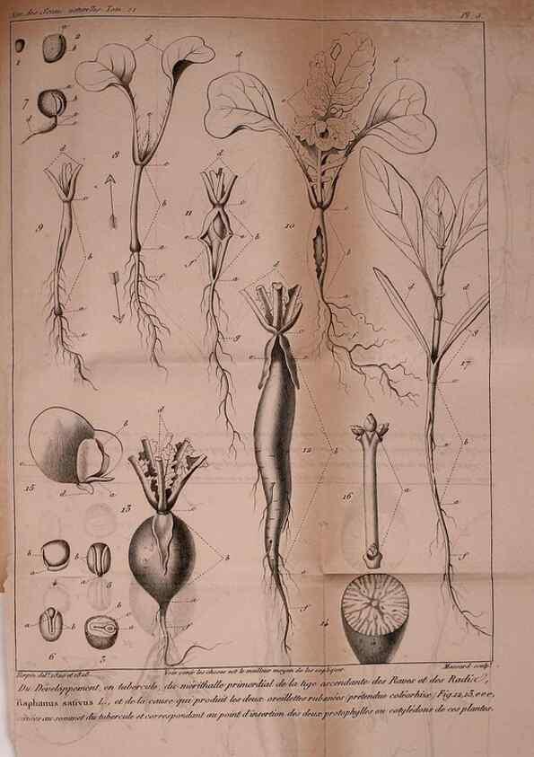 Reproducción/Reproduction 49773734398: Annales des sciences naturelles :. Paris :Crochard. 
