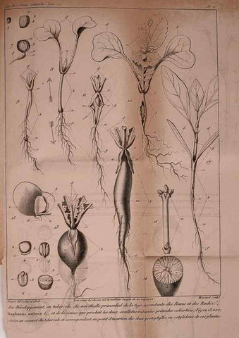 Reproducción/Reproduction 49773734398: Annales des sciences naturelles :. Paris :Crochard. 