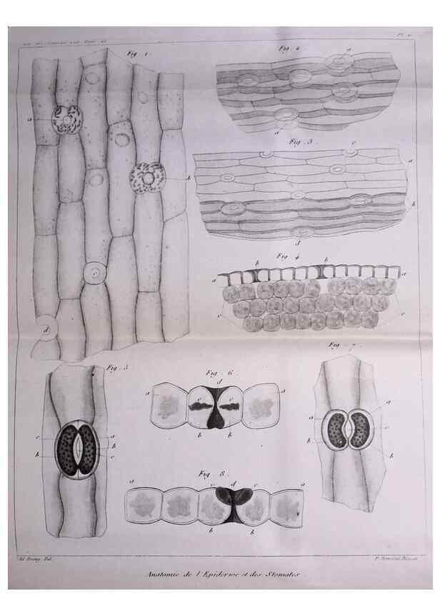 Reproducción/Reproduction 49773734638: Annales des sciences naturelles :. Paris :Crochard. 