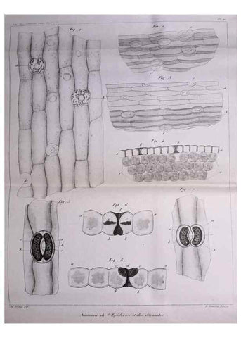 Reproducción/Reproduction 49773734638: Annales des sciences naturelles :. Paris :Crochard. 