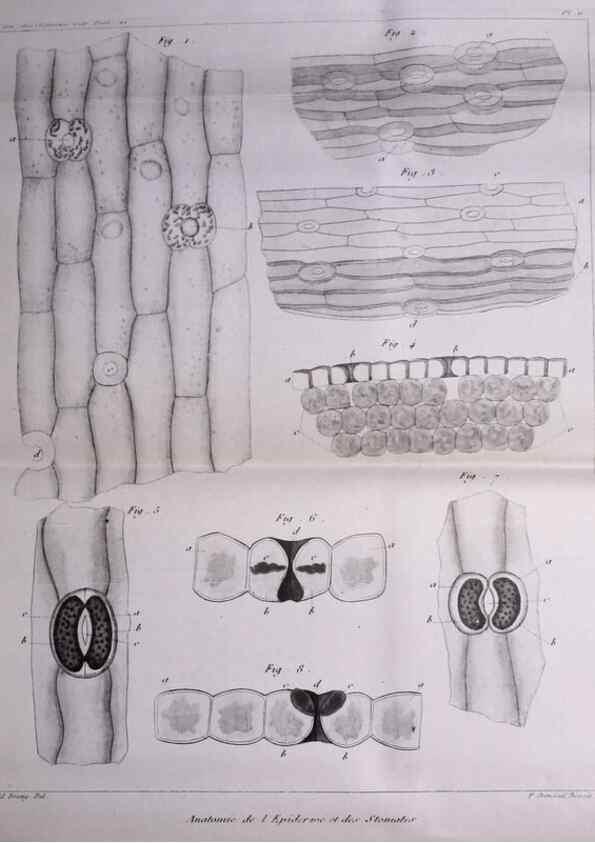 Reproducción/Reproduction 49773734638: Annales des sciences naturelles :. Paris :Crochard. 