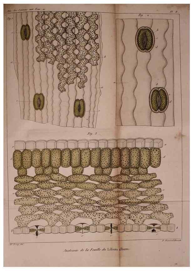 Reproducción/Reproduction 49773735243: Annales des sciences naturelles :. Paris :Crochard. 