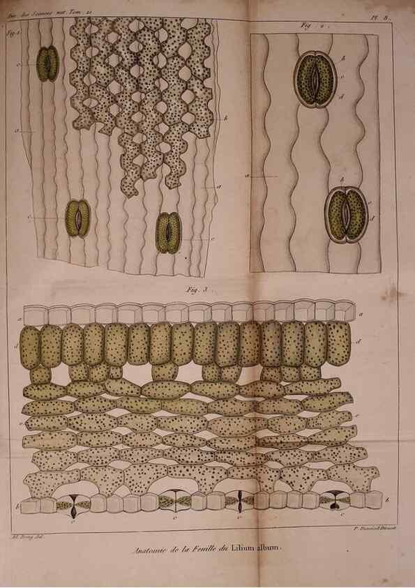 Reproducción/Reproduction 49773735243: Annales des sciences naturelles :. Paris :Crochard. 