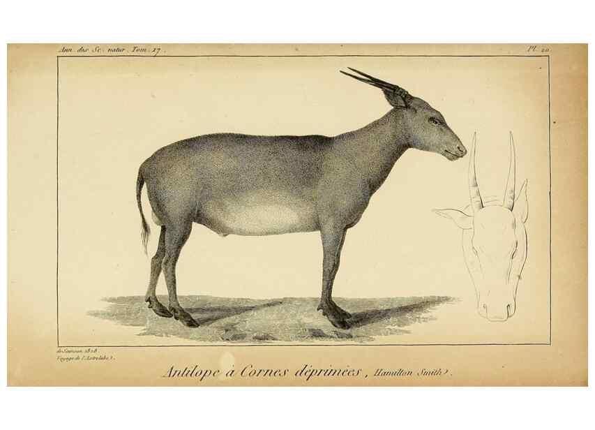 Reproducción/Reproduction 49773619218: Annales des sciences naturelles :. Paris :Crochard. 
