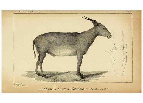 Reproducción/Reproduction 49773619218: Annales des sciences naturelles :. Paris :Crochard. 