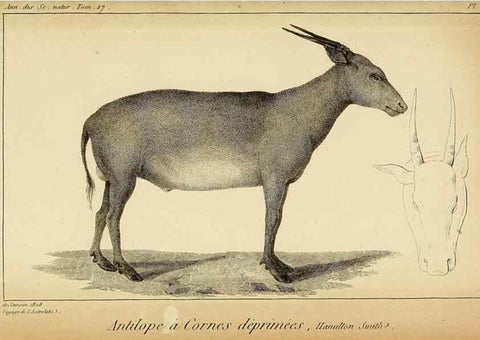 Reproducción/Reproduction 49773619218: Annales des sciences naturelles :. Paris :Crochard. 