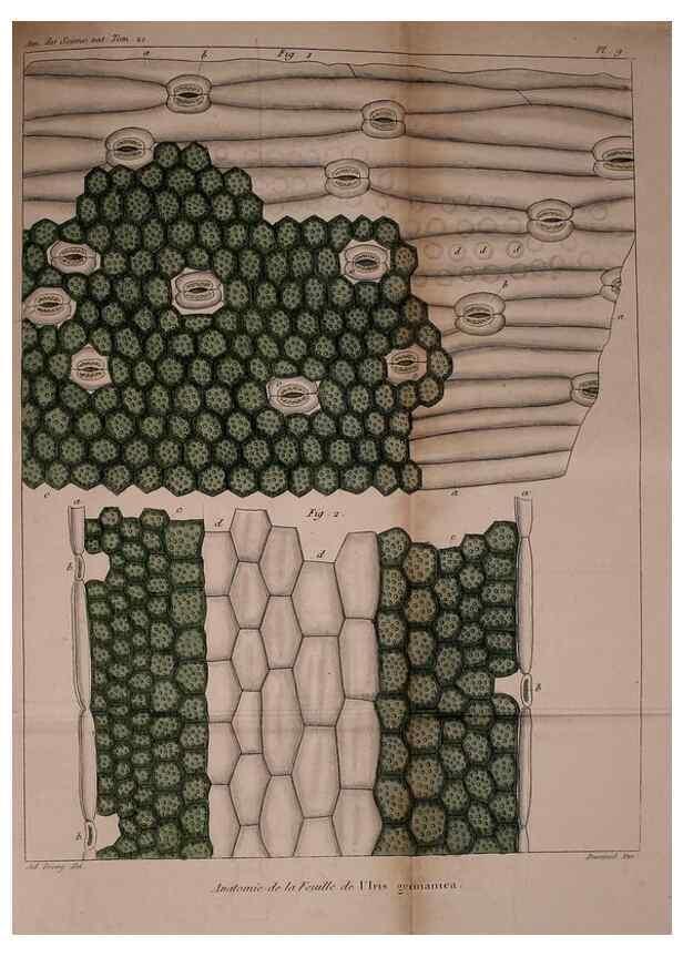 Reproducción/Reproduction 49774264876: Annales des sciences naturelles :. Paris :Crochard. 