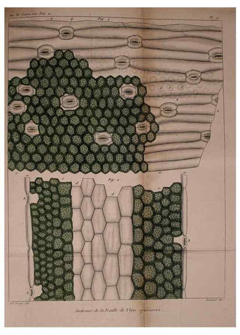 Reproducción/Reproduction 49774264876: Annales des sciences naturelles :. Paris :Crochard. 