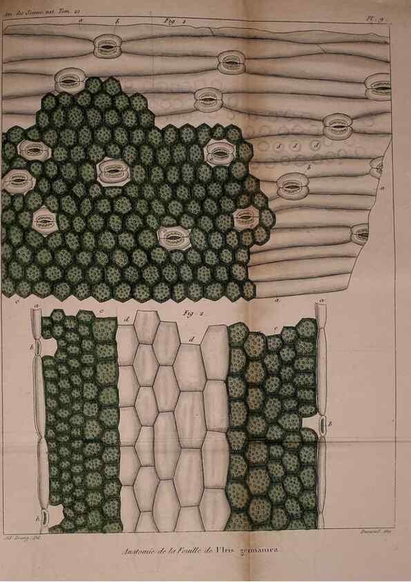 Reproducción/Reproduction 49774264876: Annales des sciences naturelles :. Paris :Crochard. 
