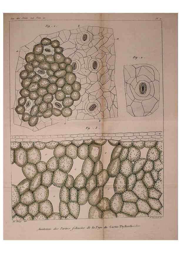 Reproducción/Reproduction 49774265596: Annales des sciences naturelles :. Paris :Crochard. 