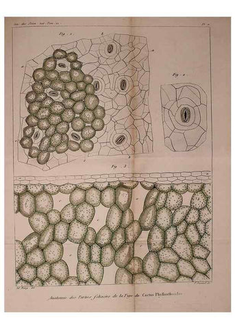 Reproducción/Reproduction 49774265596: Annales des sciences naturelles :. Paris :Crochard. 