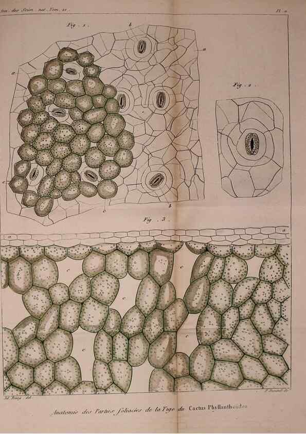 Reproducción/Reproduction 49774265596: Annales des sciences naturelles :. Paris :Crochard. 