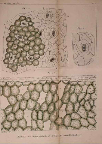 Reproducción/Reproduction 49774265596: Annales des sciences naturelles :. Paris :Crochard. 