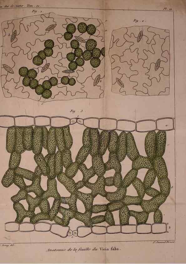 Reproducción/Reproduction 49774597687: Annales des sciences naturelles :. Paris :Crochard. 