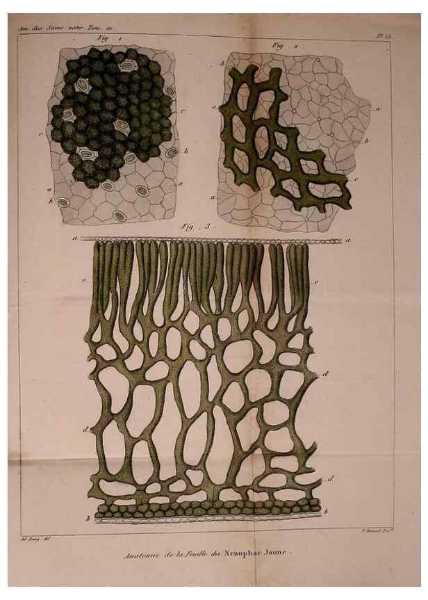 Reproducción/Reproduction 49773737453: Annales des sciences naturelles :. Paris :Crochard. 