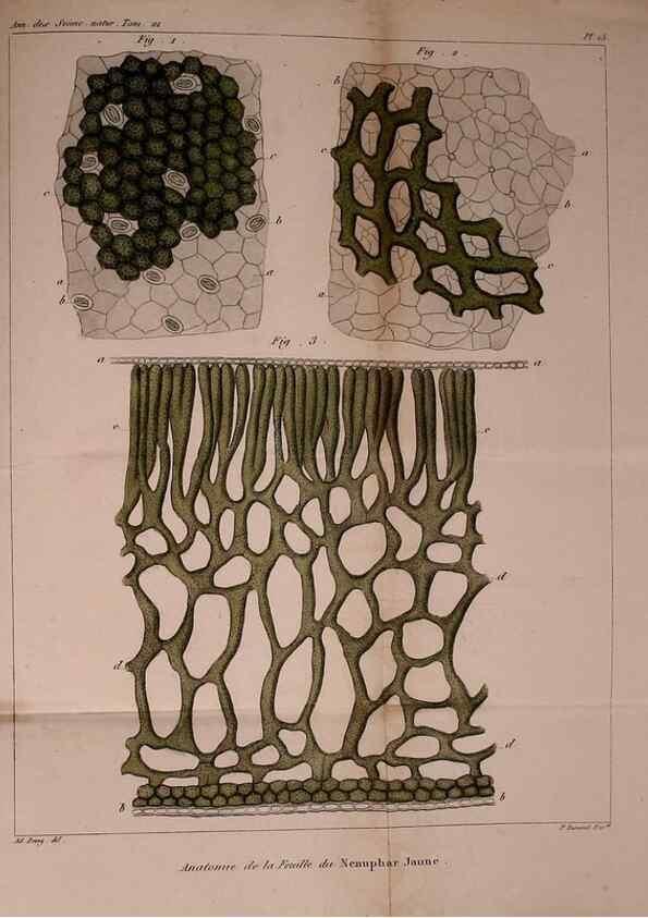 Reproducción/Reproduction 49773737453: Annales des sciences naturelles :. Paris :Crochard. 