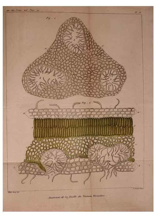 Reproducción/Reproduction 49773737728: Annales des sciences naturelles :. Paris :Crochard. 