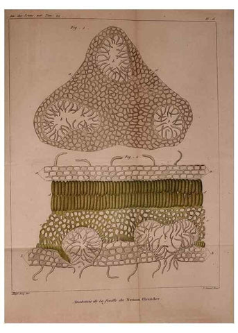 Reproducción/Reproduction 49773737728: Annales des sciences naturelles :. Paris :Crochard. 
