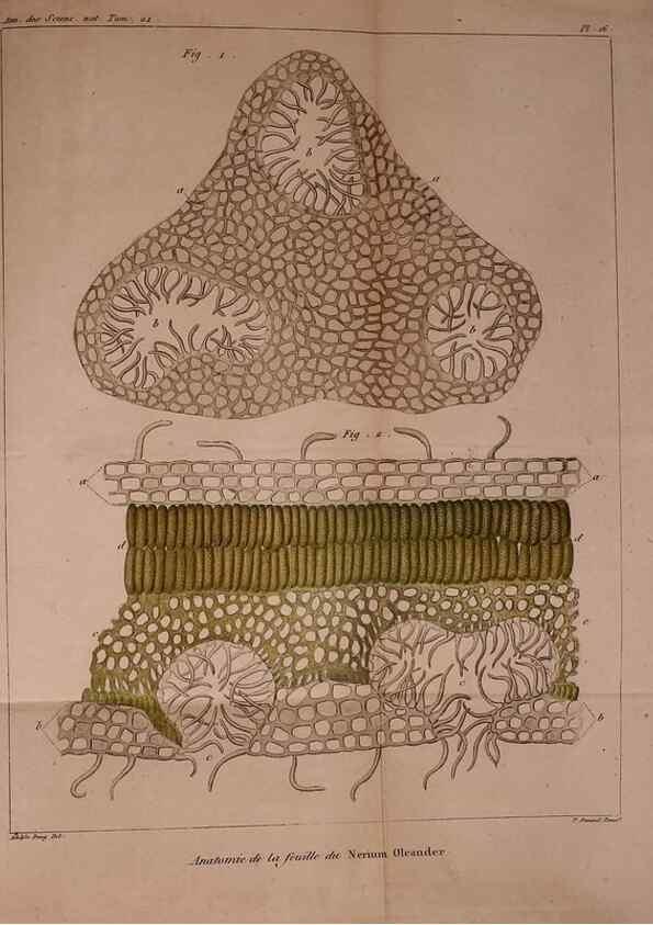 Reproducción/Reproduction 49773737728: Annales des sciences naturelles :. Paris :Crochard. 