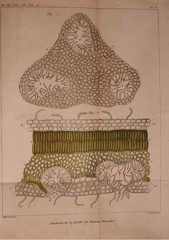 Reproducción/Reproduction 49773737728: Annales des sciences naturelles :. Paris :Crochard. 