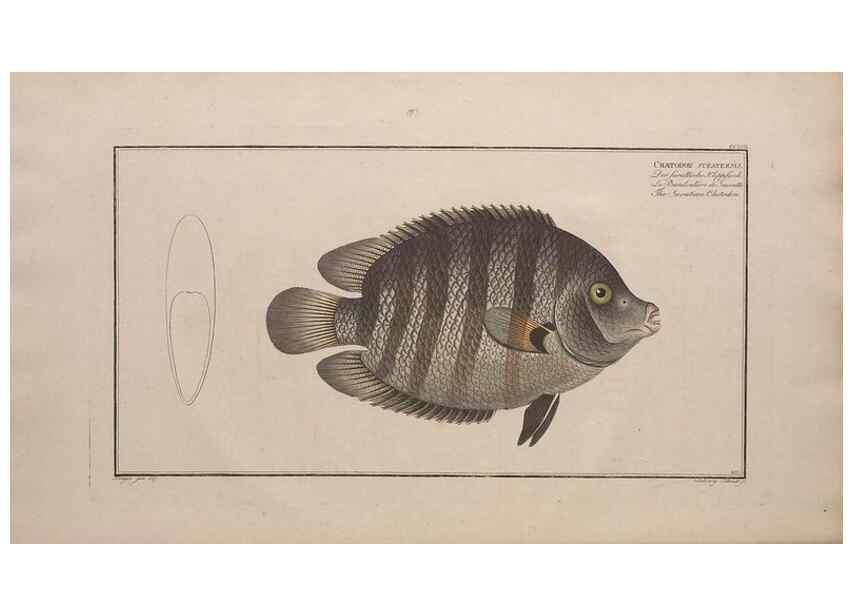 Reproducción/Reproduction 49774598952: Ichtyologie, ou, Histoire naturelle, générale et particulière des poissons :. A Berlin :Chez l'auteur, & chez François de la Garde libraire,1785-1797.. 