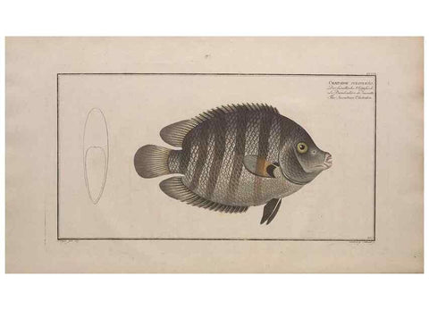Reproducción/Reproduction 49774598952: Ichtyologie, ou, Histoire naturelle, générale et particulière des poissons :. A Berlin :Chez l'auteur, & chez François de la Garde libraire,1785-1797.. 