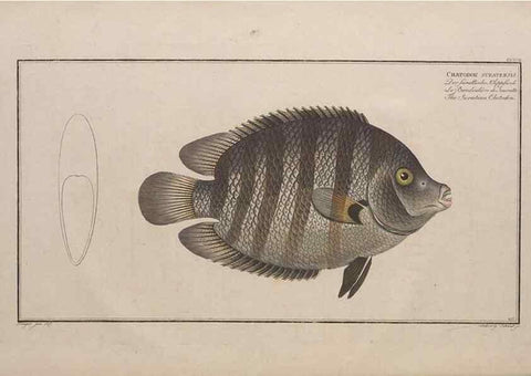Reproducción/Reproduction 49774598952: Ichtyologie, ou, Histoire naturelle, générale et particulière des poissons :. A Berlin :Chez l'auteur, & chez François de la Garde libraire,1785-1797.. 