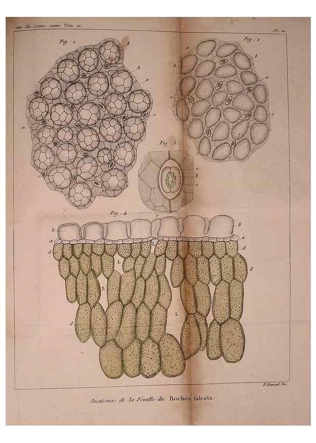 Reproducción/Reproduction 49774597052: Annales des sciences naturelles :. Paris :Crochard. 