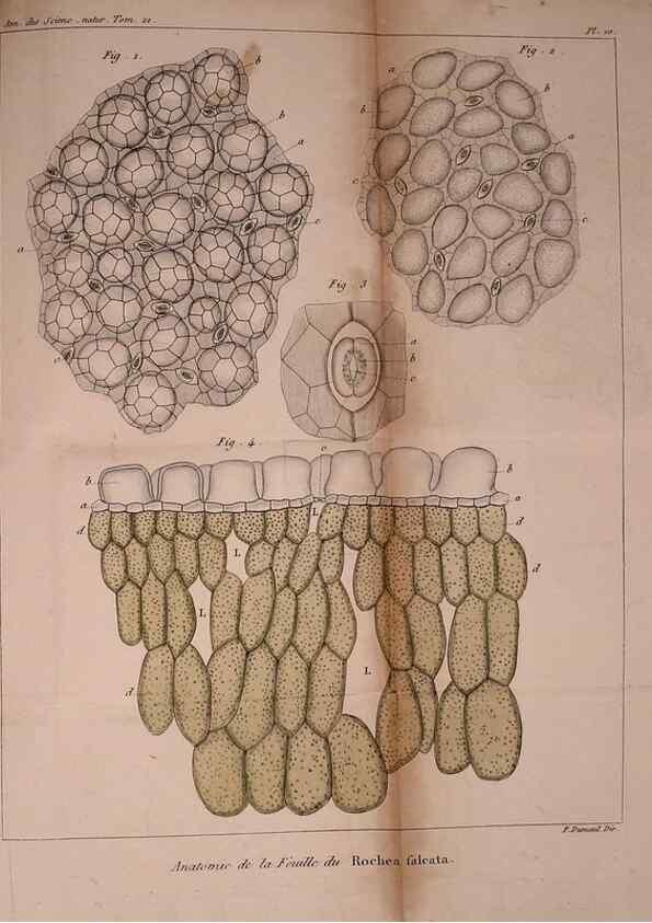 Reproducción/Reproduction 49774597052: Annales des sciences naturelles :. Paris :Crochard. 