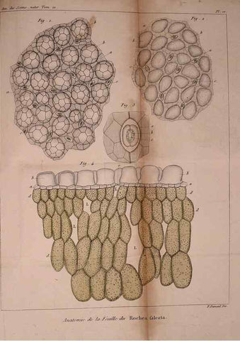 Reproducción/Reproduction 49774597052: Annales des sciences naturelles :. Paris :Crochard. 