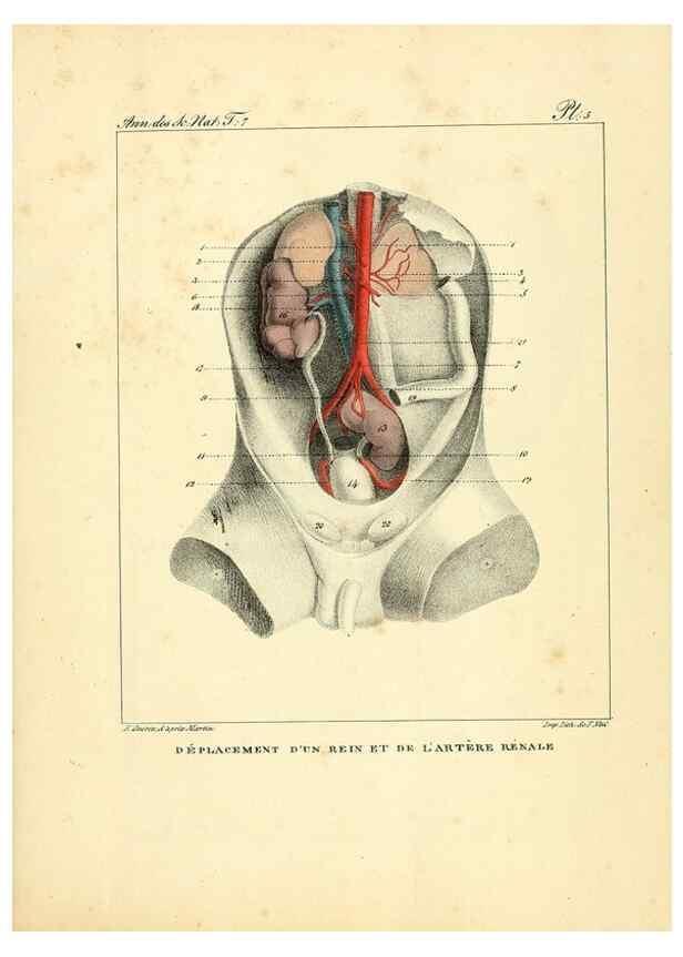Reproducción/Reproduction 49773639342: Annales des sciences naturelles :. Paris :Crochard. 