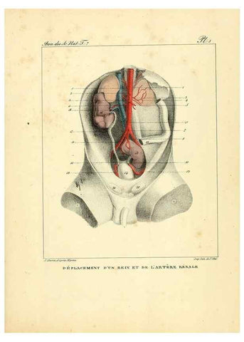 Reproducción/Reproduction 49773639342: Annales des sciences naturelles :. Paris :Crochard. 