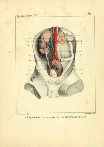 Reproducción/Reproduction 49773639342: Annales des sciences naturelles :. Paris :Crochard. 