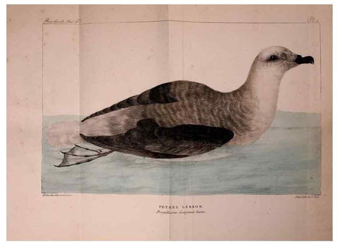 Reproducción/Reproduction 49772779213: Annales des sciences naturelles :. Paris :Crochard. 