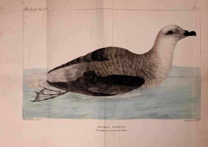 Reproducción/Reproduction 49772779213: Annales des sciences naturelles :. Paris :Crochard. 