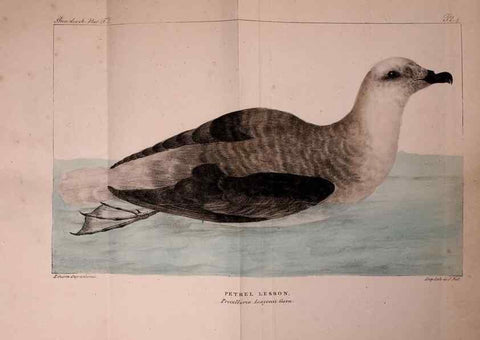Reproducción/Reproduction 49772779213: Annales des sciences naturelles :. Paris :Crochard. 