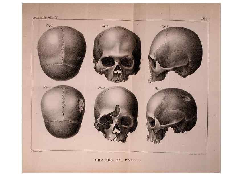Reproducción/Reproduction 49773309781: Annales des sciences naturelles :. Paris :Crochard. 