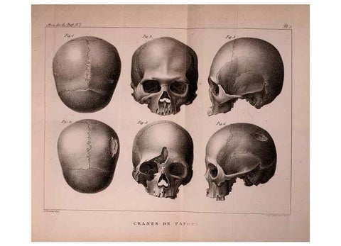 Reproducción/Reproduction 49773309781: Annales des sciences naturelles :. Paris :Crochard. 
