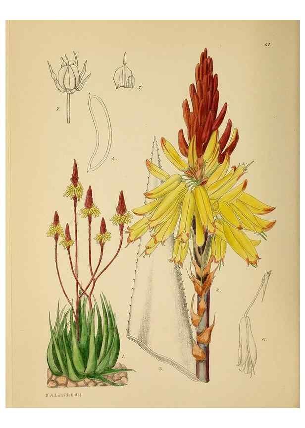 Reproducción/Reproduction 49757727826: The Flowering plants of Africa.. Pretoria [etc.]Botanical Research Institute, Dept. of Agricultural Technical Services, Republic of South Africa.. 