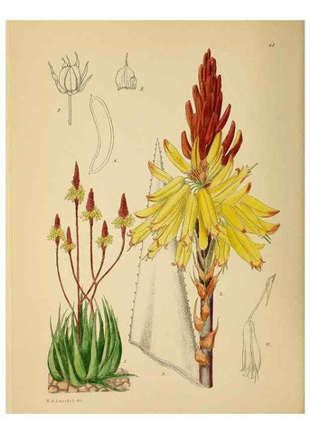 Reproducción/Reproduction 49757727826: The Flowering plants of Africa.. Pretoria [etc.]Botanical Research Institute, Dept. of Agricultural Technical Services, Republic of South Africa.. 
