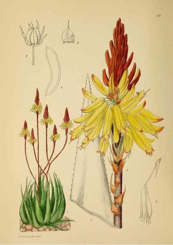 Reproducción/Reproduction 49757727826: The Flowering plants of Africa.. Pretoria [etc.]Botanical Research Institute, Dept. of Agricultural Technical Services, Republic of South Africa.. 