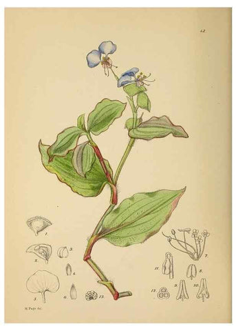 Reproducción/Reproduction 49757728246: The Flowering plants of Africa.. Pretoria [etc.]Botanical Research Institute, Dept. of Agricultural Technical Services, Republic of South Africa.. 