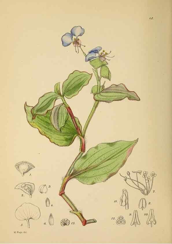 Reproducción/Reproduction 49757728246: The Flowering plants of Africa.. Pretoria [etc.]Botanical Research Institute, Dept. of Agricultural Technical Services, Republic of South Africa.. 